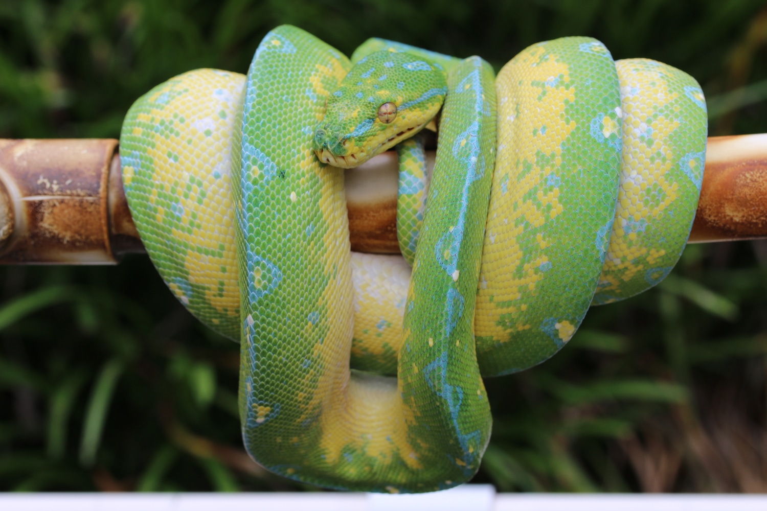 Kofiau Green Tree Python Traits Morphpedia