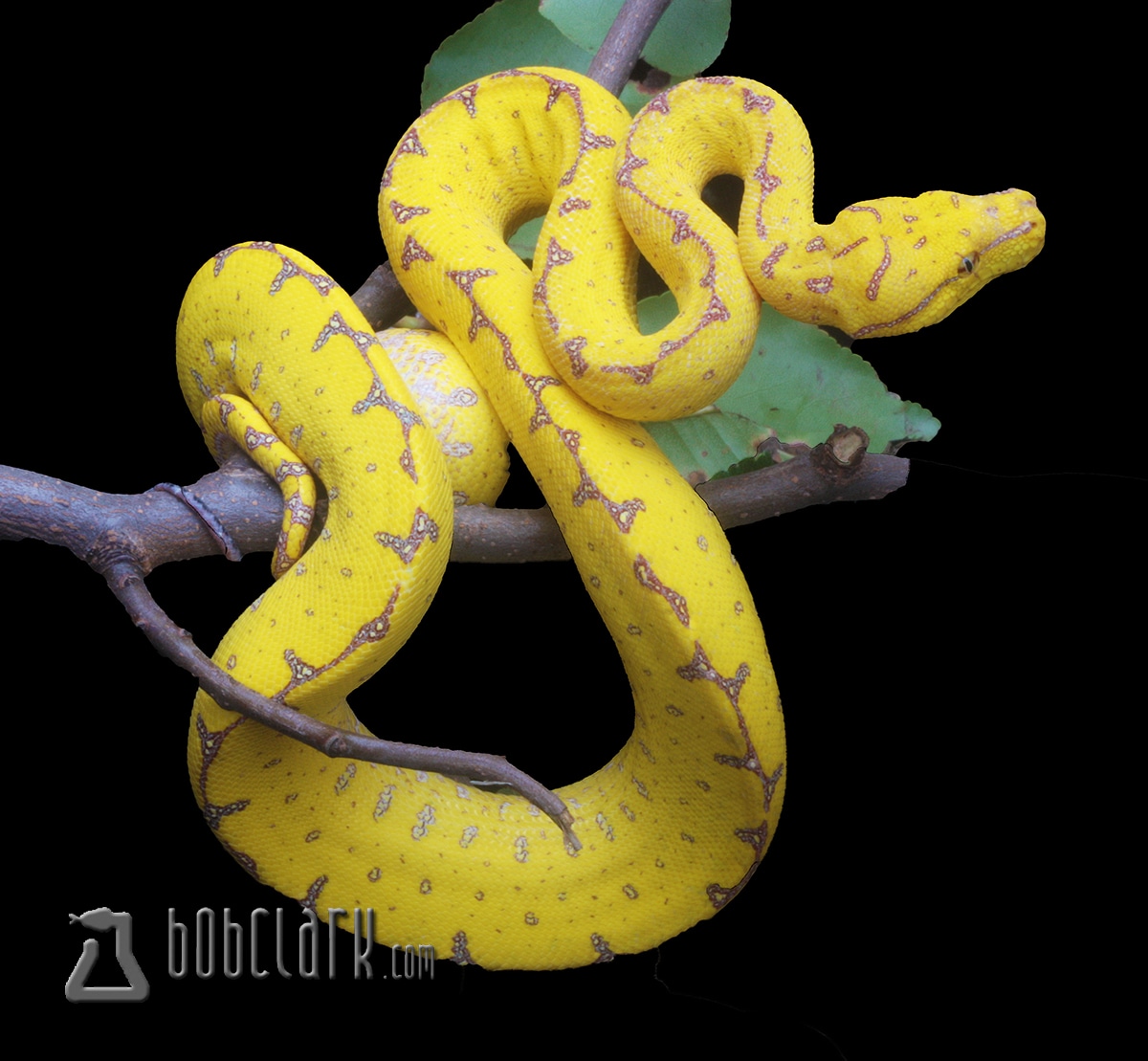 Kofiau Green Tree Python Traits Morphpedia