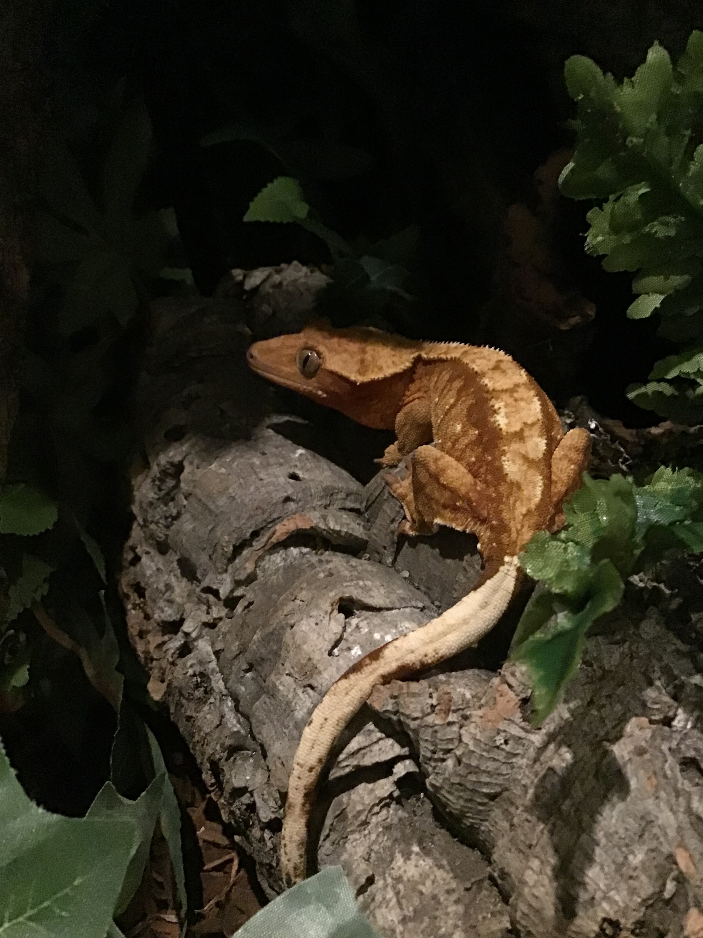 Breeding Question Crested Geckos Morphmarket Reptile Community