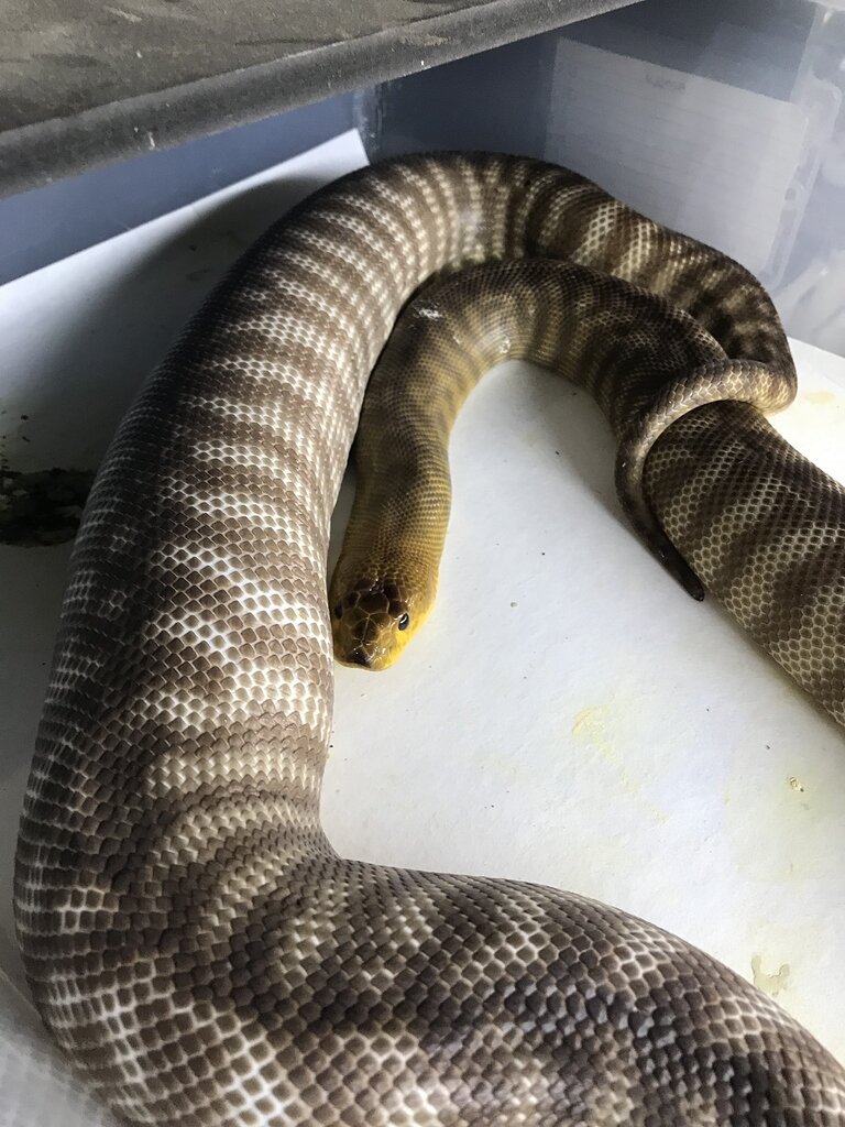 Woma Pythons: The Angry worm - Other Pythons - MorphMarket Reptile ...