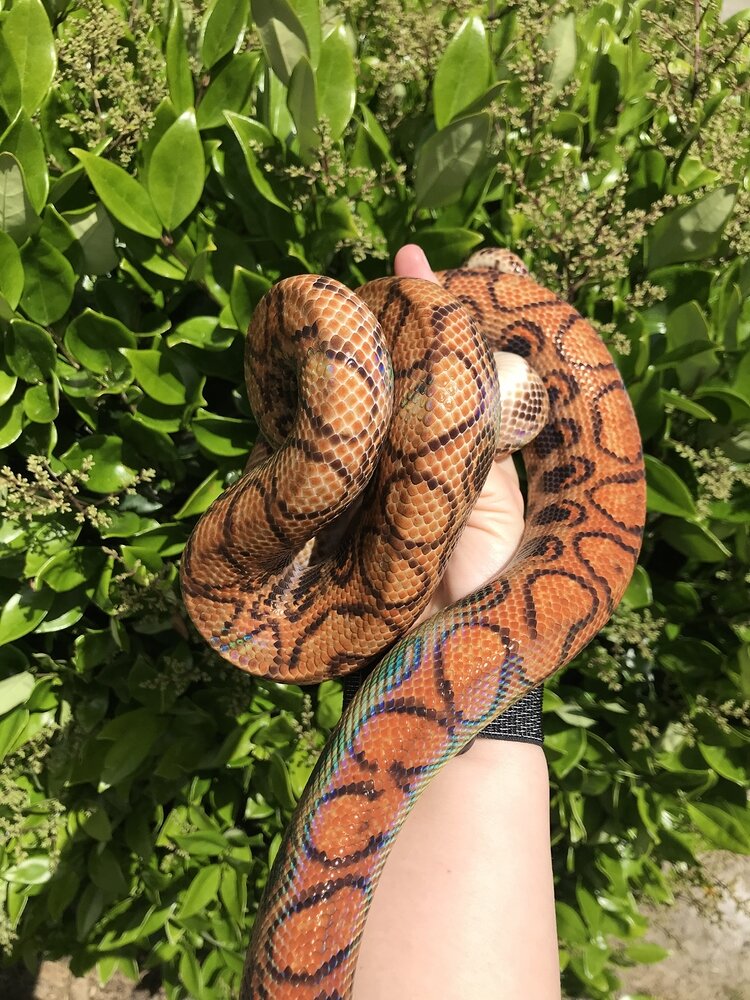 View of Share your pictures of Brazilian Rainbow Boas - Rainbow Boas ...