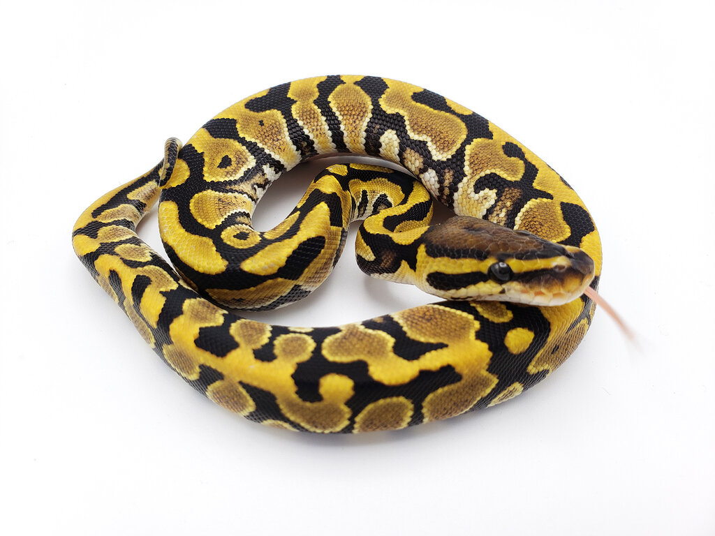 Splatter het Migraine Ball Pythons MorphMarket Reptile Community