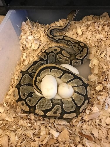 Fat%20girl%20eggs%202019