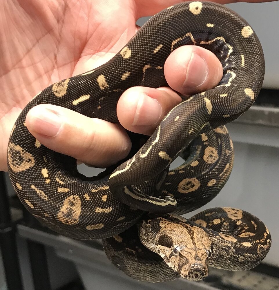 cool boa constrictor morphs cool boa constrictor morphs