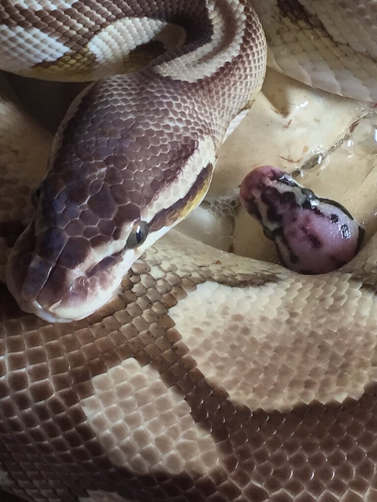 Maternal Incubation Ball Pythons Morphmarket Reptile Community 3922