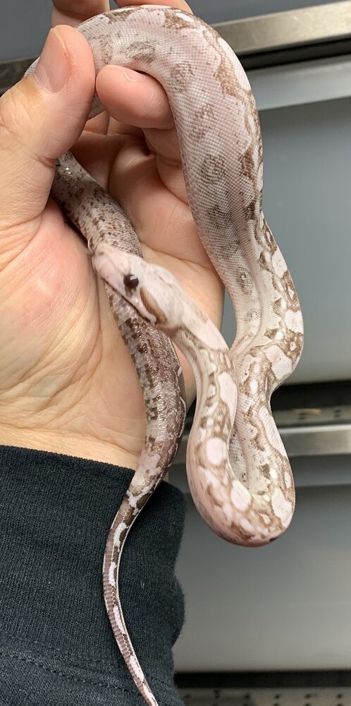 boa constrictor morphs for sale