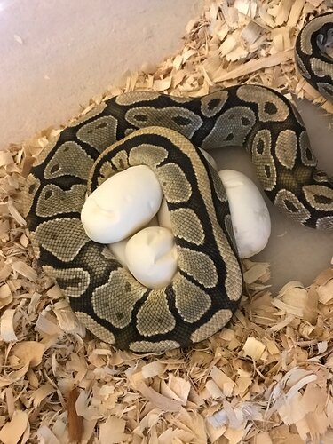 Fat%20girl%20eggs%202019%202