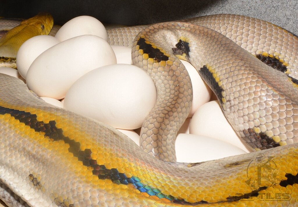 Finally got some Eggs! - Reticulated Pythons - MorphMarket Reptile ...