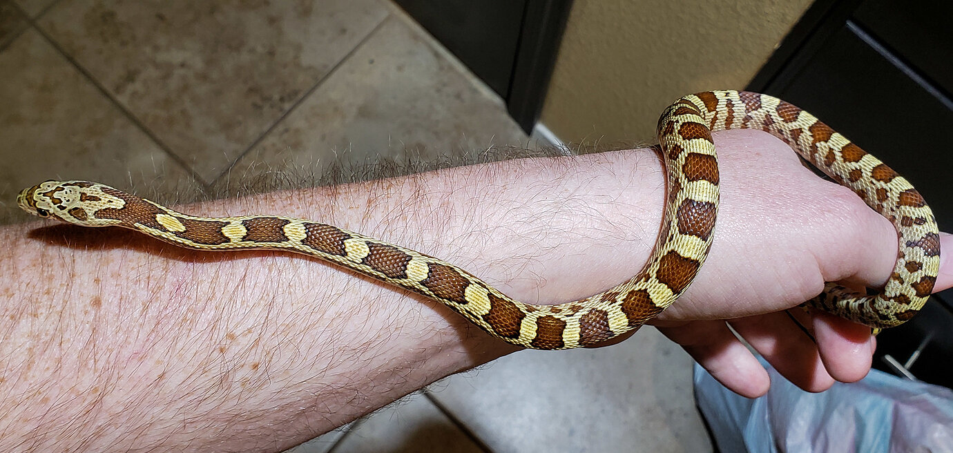 Sonoran gopher snake x corn snake hybrids - Corn Snakes - MorphMarket ...