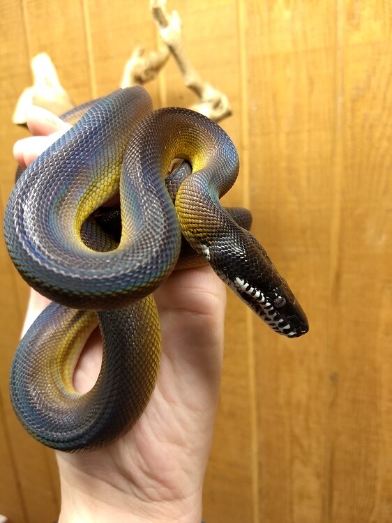 Respiratory infection/pneumonia clearing up in NWLP Other Pythons MorphMarket Reptile Community