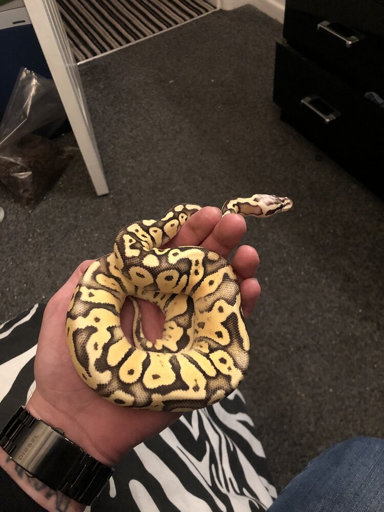 I just got these 3 from Petco. Thoughts on Ball Pythons