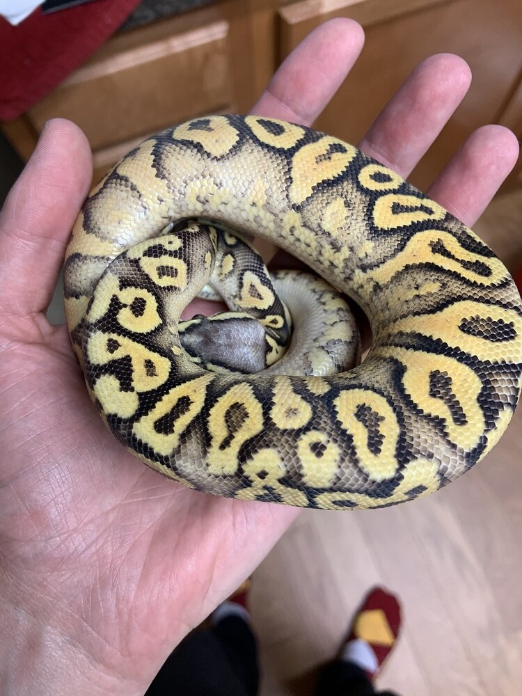 Show your bright morphs! - Ball Pythons - MorphMarket Reptile Community