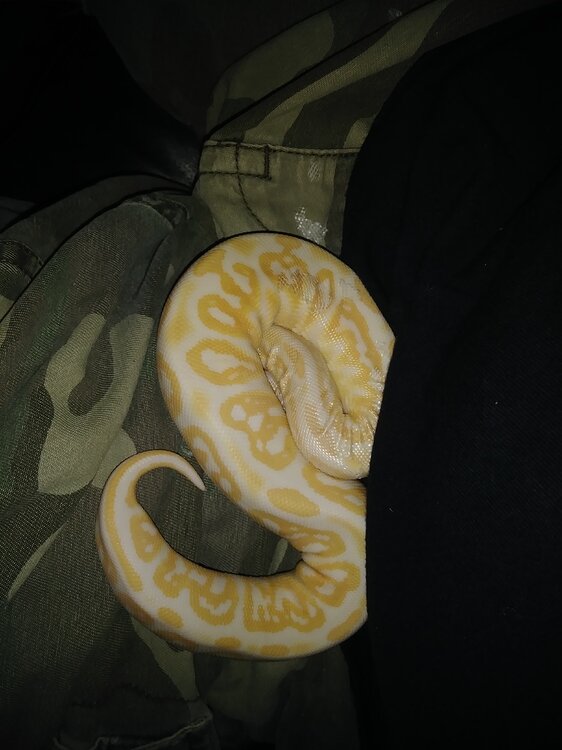 Morph Market Community appreciation - All Reptiles - MorphMarket