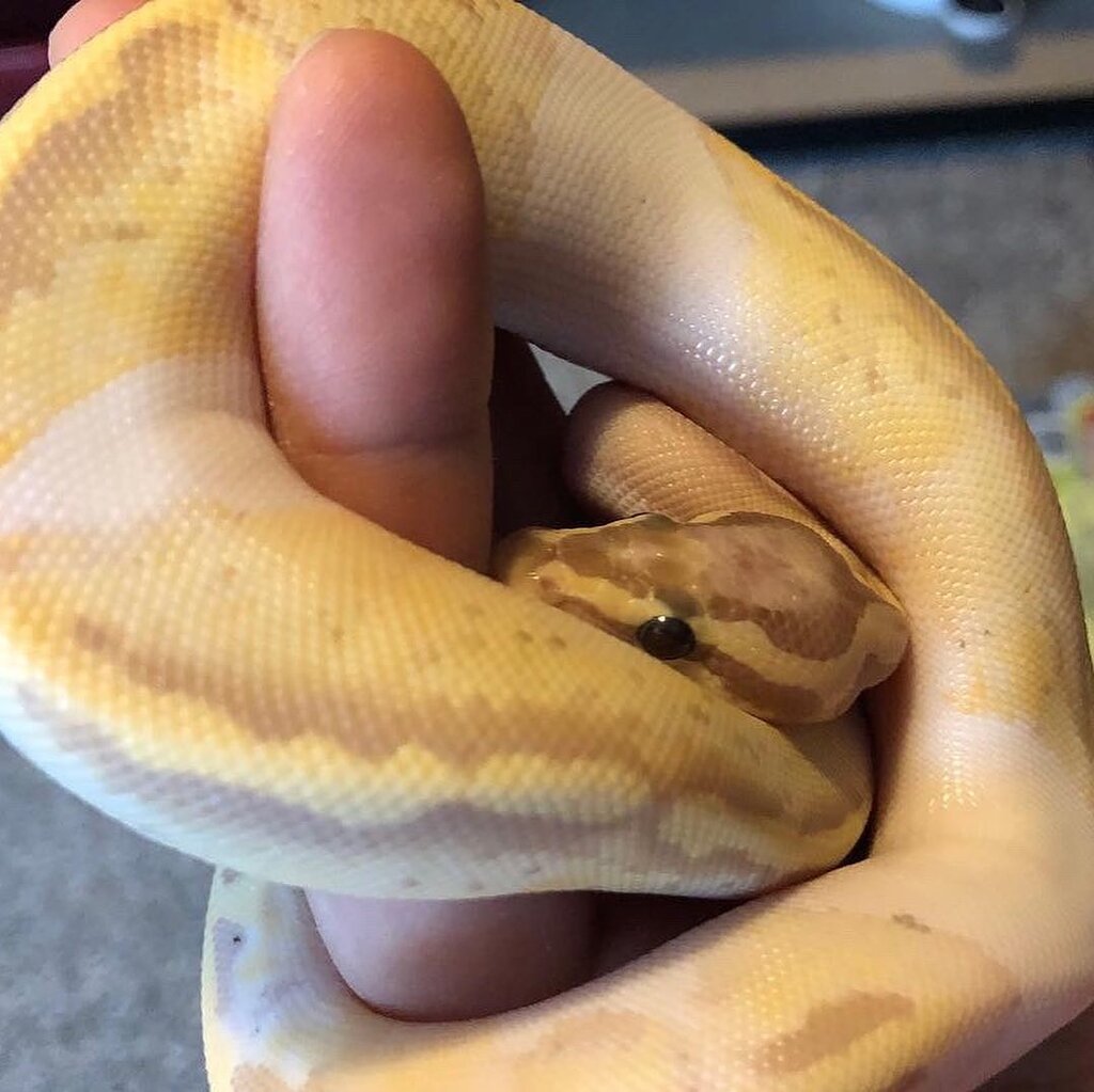 Total color change after shed! Ball Pythons MorphMarket Reptile