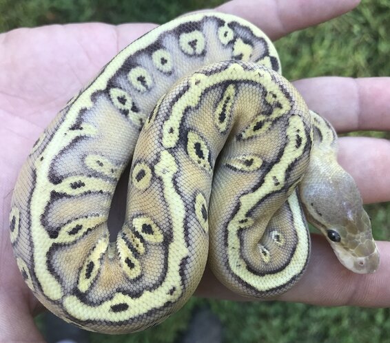 Guide in asking for Morph Identification Help - Ball Pythons ...