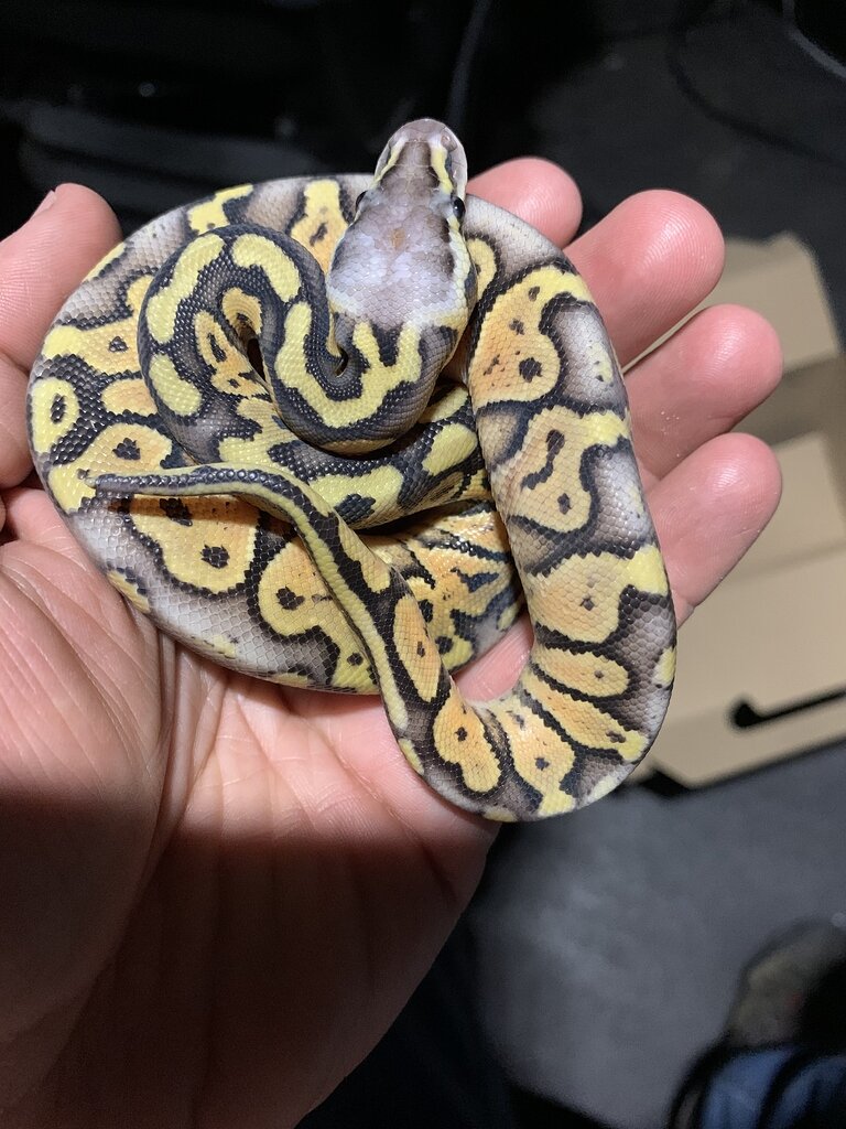 Another Petco find! Ball Pythons MorphMarket Reptile Community
