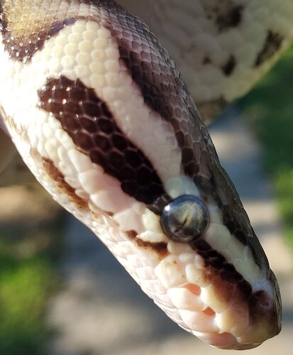 Bellatrix3