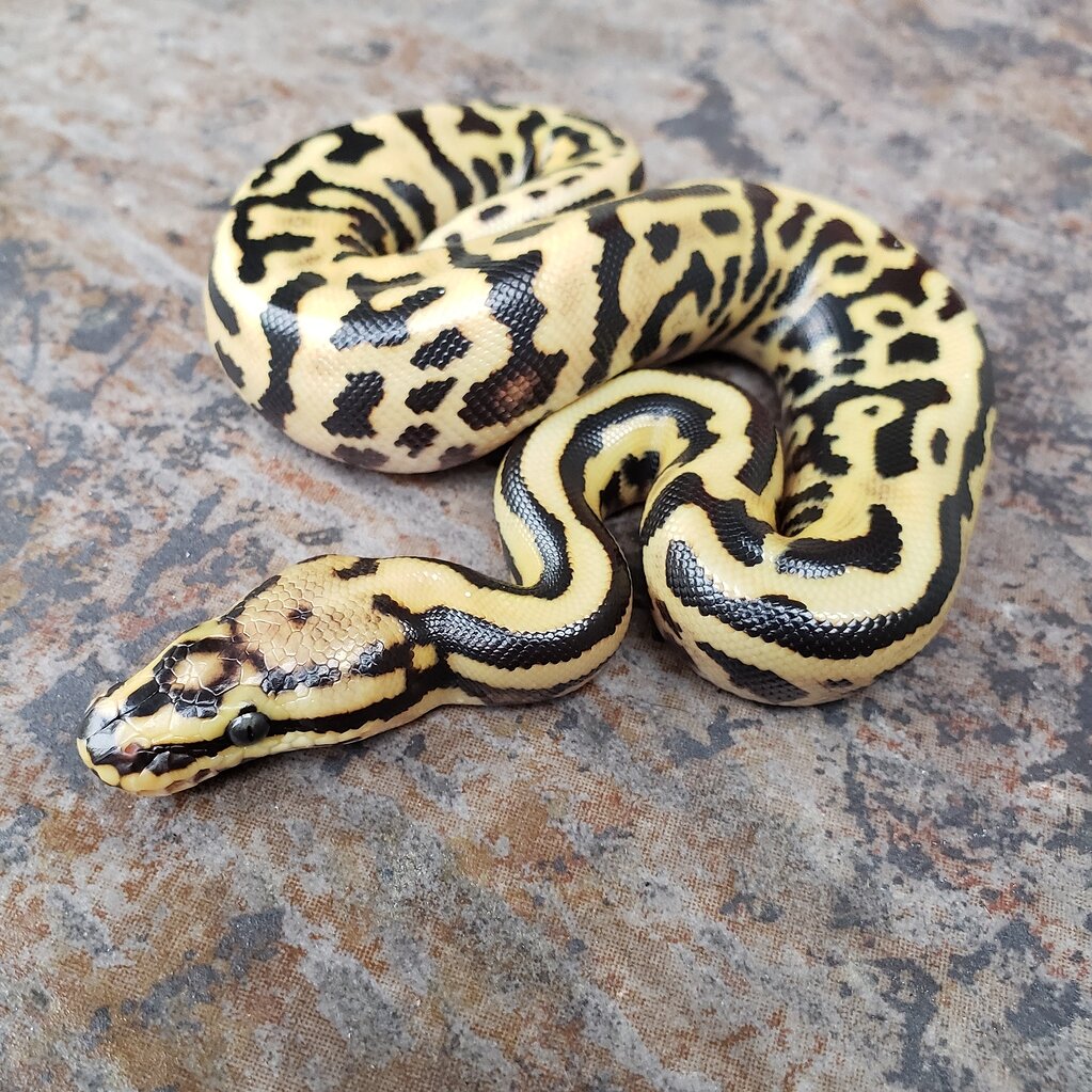 First holdback of the season. Leo vanilla yb spotnose Ball Pythons