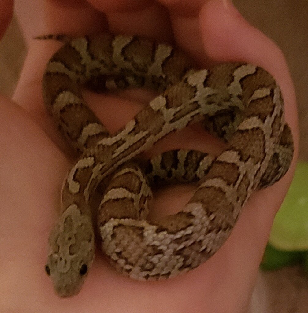 Cinder Morph Questions - Corn Snakes - MorphMarket Reptile Community
