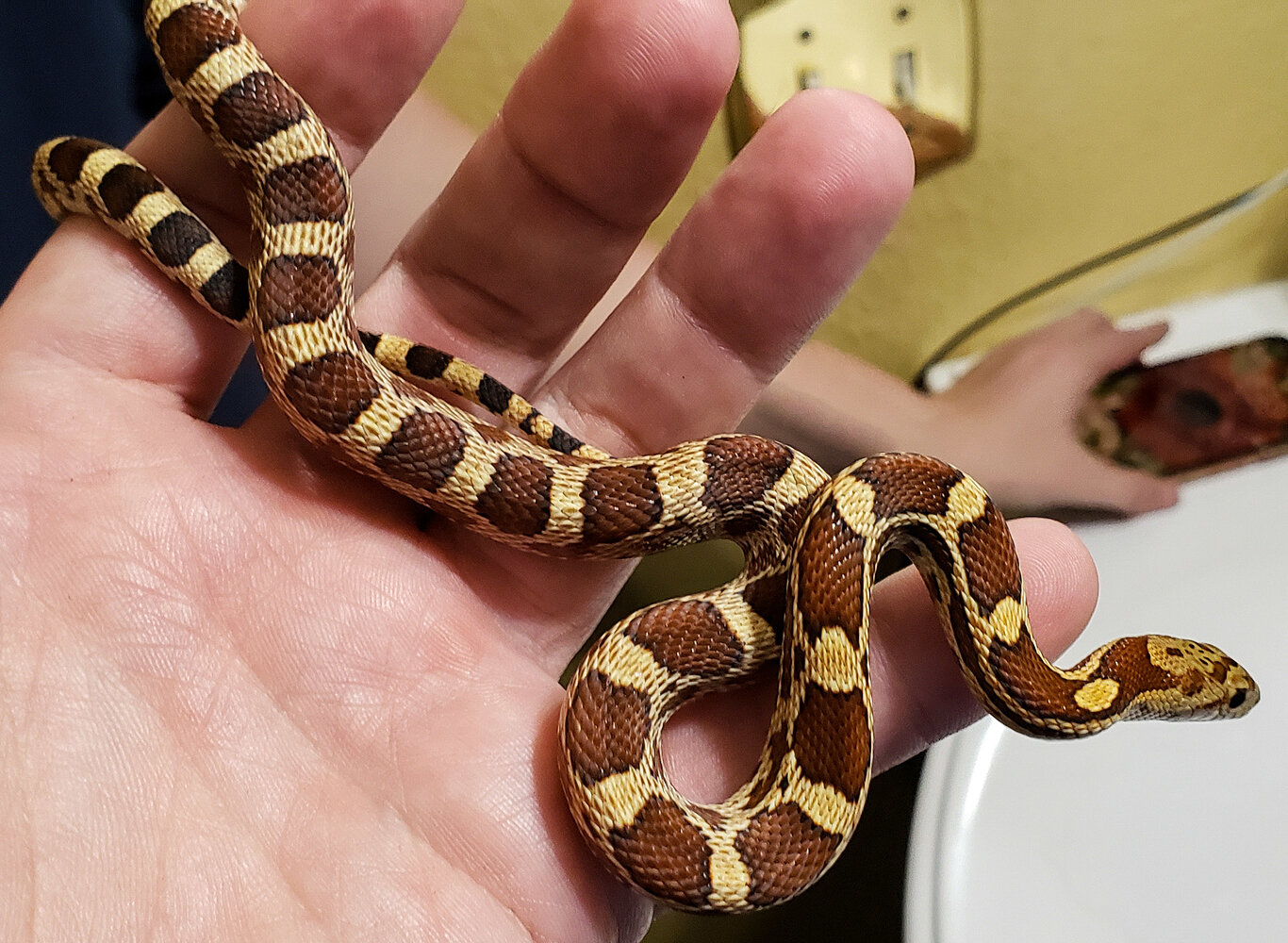 Sonoran gopher snake x corn snake hybrids - Corn Snakes - MorphMarket ...