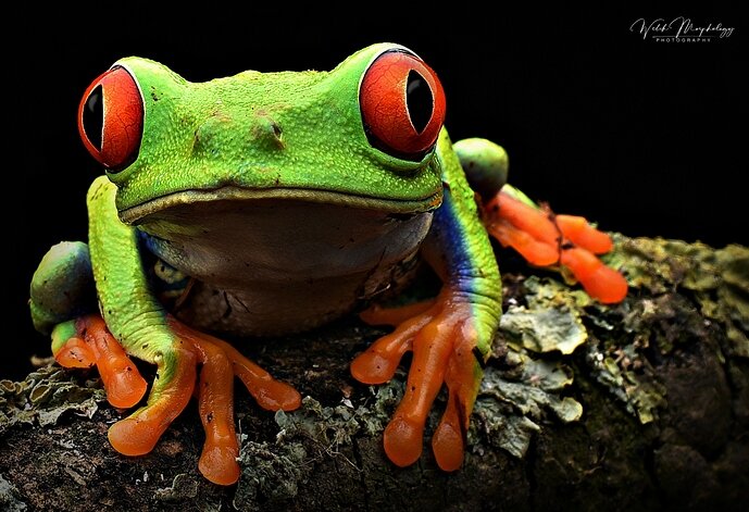 frogg