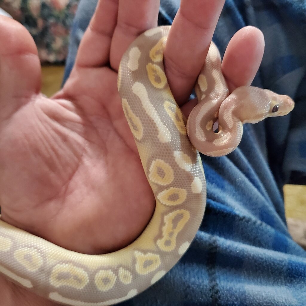 Help id if it's just banana or mixed - Ball Pythons - MorphMarket ...