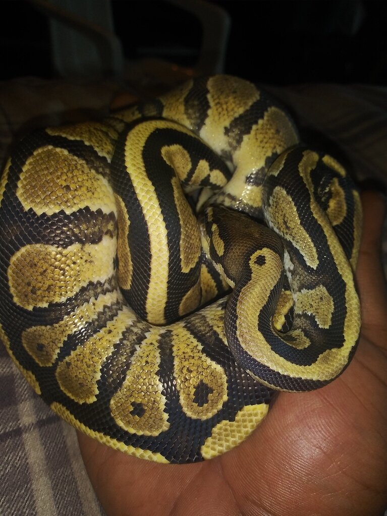 Morph id help please - Ball Pythons - MorphMarket Reptile Community