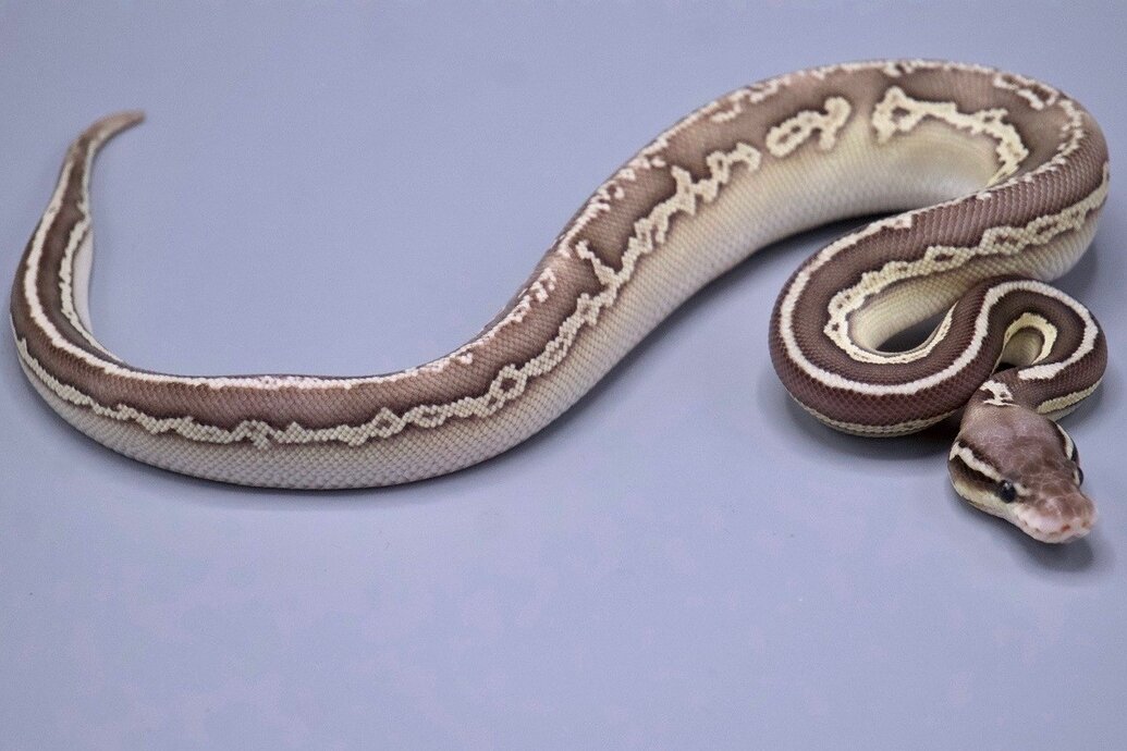 What is your most expensive ugly snake? - Ball Pythons - MorphMarket