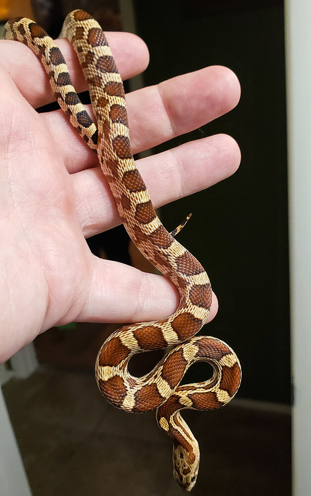 Ball python hybrids? - Ball Pythons - MorphMarket Reptile Community