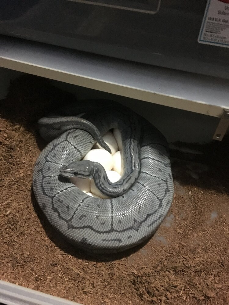 The ‘Blue Ghost’ Project - Ball Pythons - MorphMarket Reptile Community