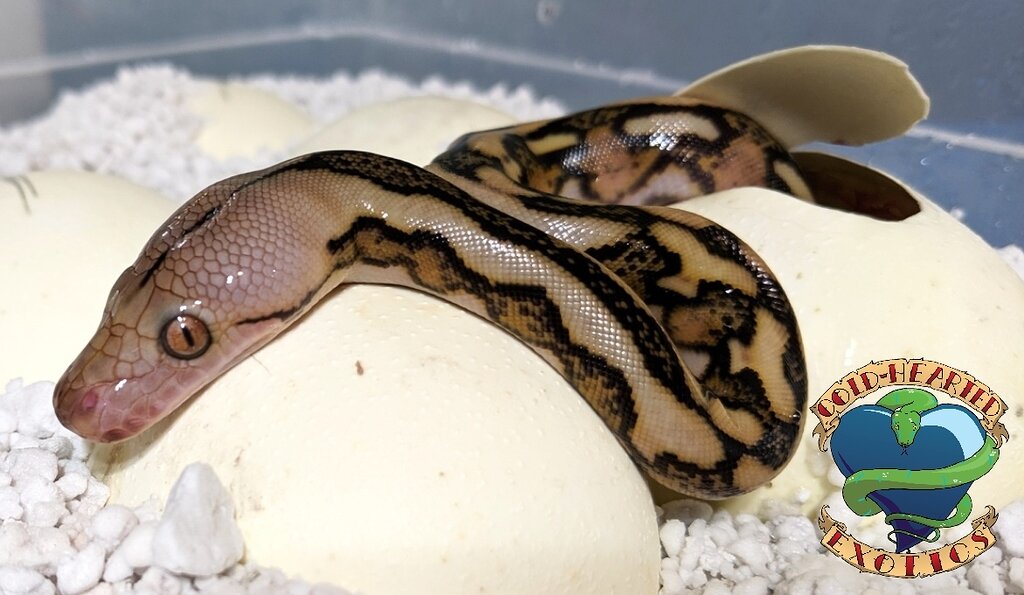 Awesome clutch hatching? - Reticulated Pythons - MorphMarket Reptile ...