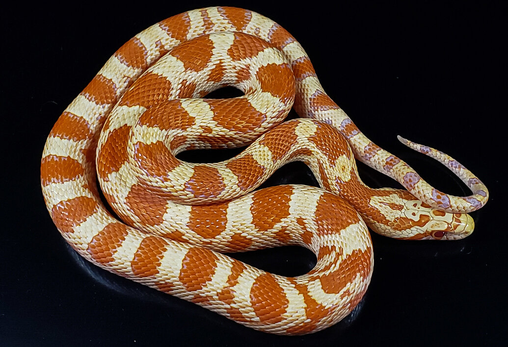 Sonoran gopher snake x corn snake hybrids - Corn Snakes - MorphMarket ...