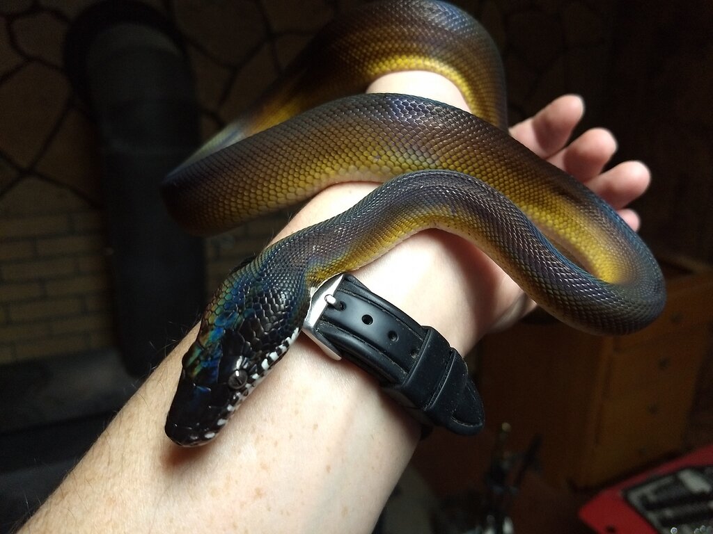Respiratory infection/pneumonia clearing up in NWLP Other Pythons MorphMarket Reptile Community