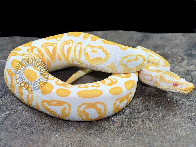 Albino Black Pastel