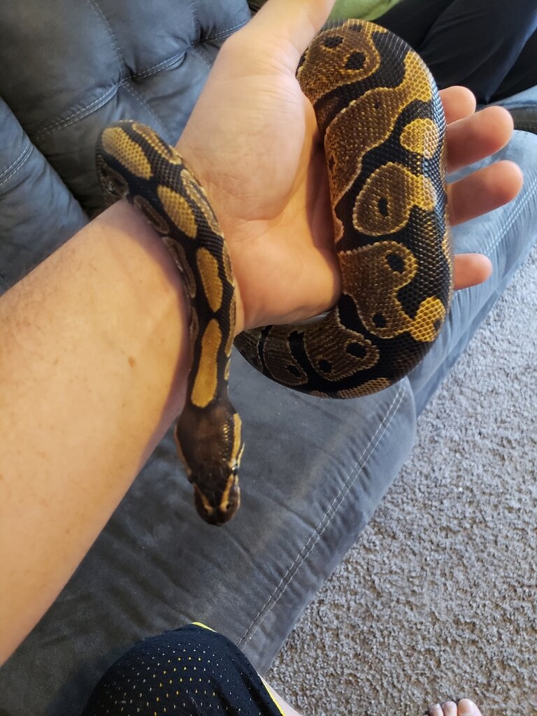 Does she look like a normal to you? Ball Pythons MorphMarket
