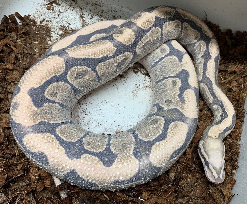 When this guy’s in blue - - Ball Pythons - MorphMarket Reptile Community