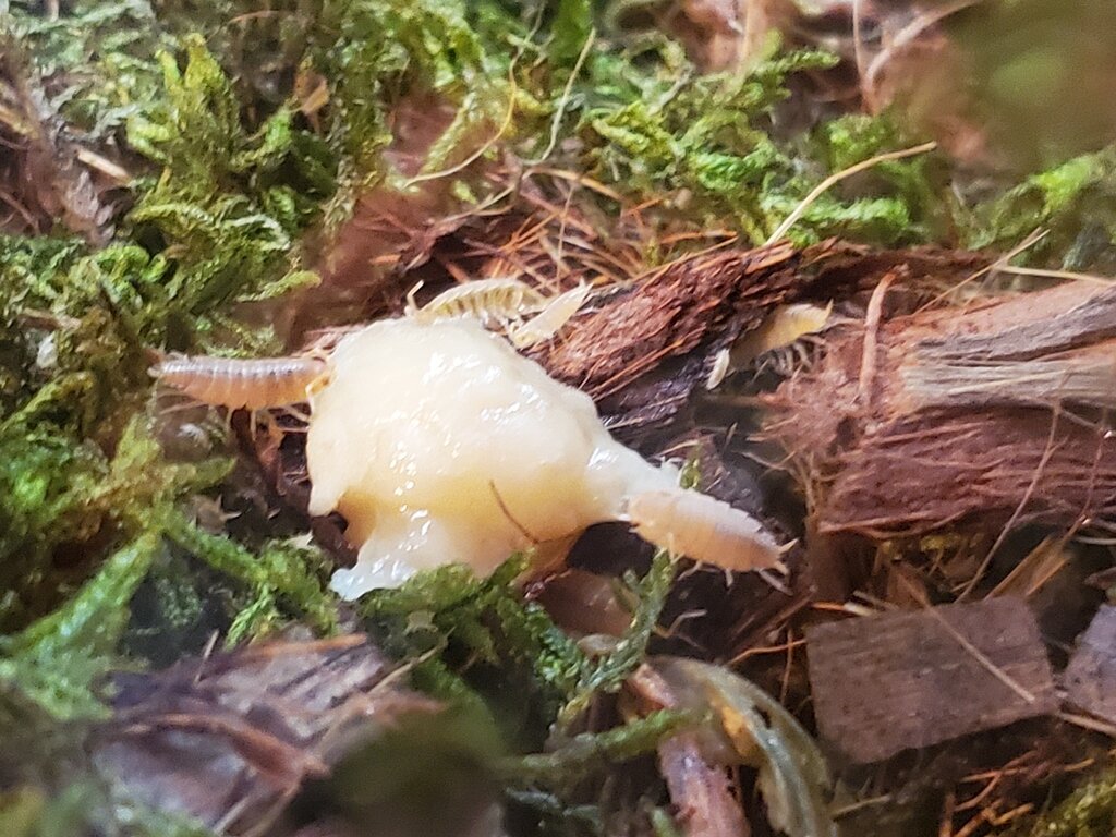 Isopod feeding Isopods MorphMarket Reptile Community