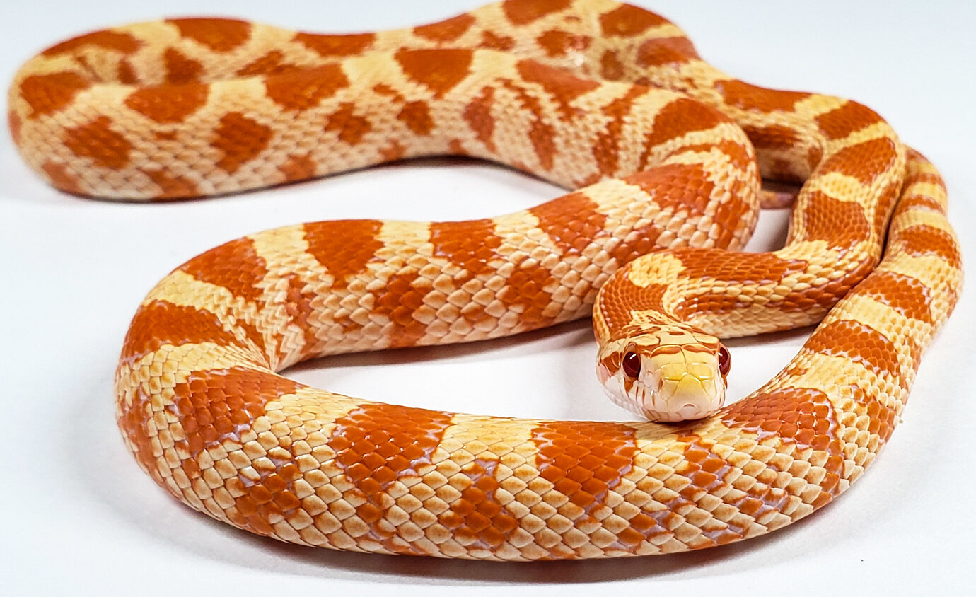 Sonoran gopher snake x corn snake hybrids - #38 by thebeardedherper ...