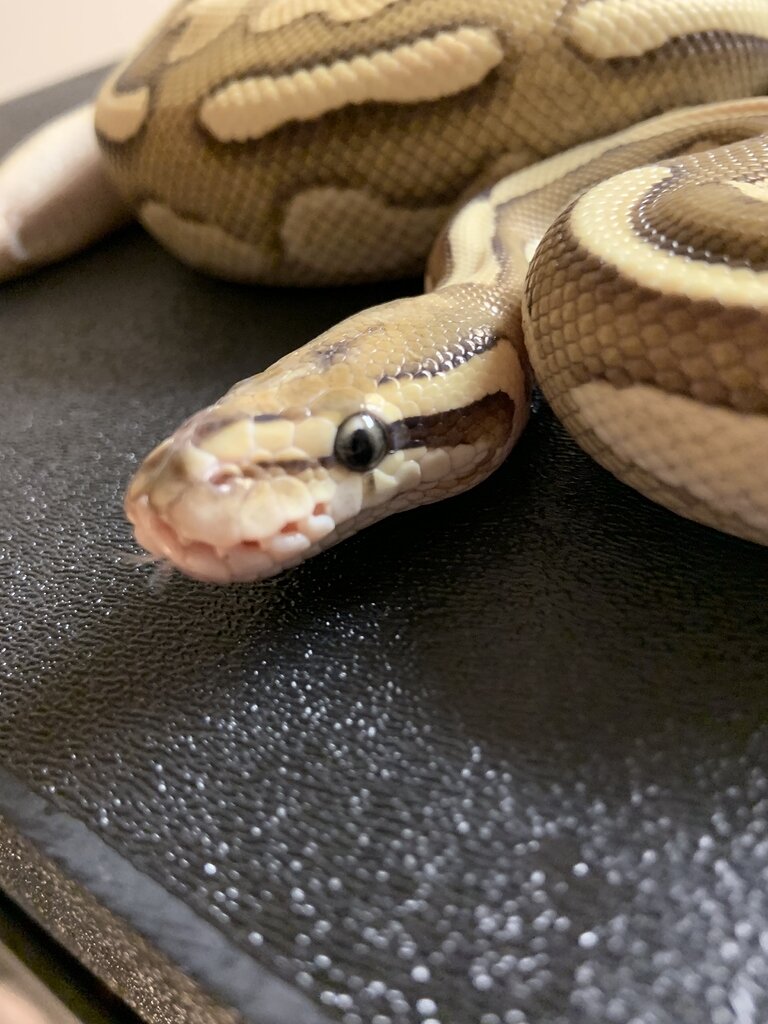 Nose rubbing Ball Pythons MorphMarket Reptile Community