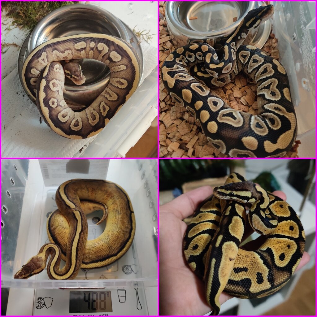 Next move for breeding/pairing? Ball Pythons MorphMarket Reptile