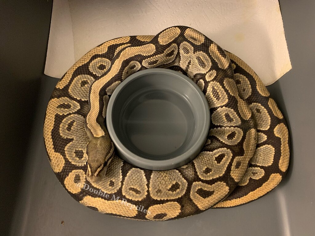 Bowl wrapping - Ball Pythons - MorphMarket Reptile Community