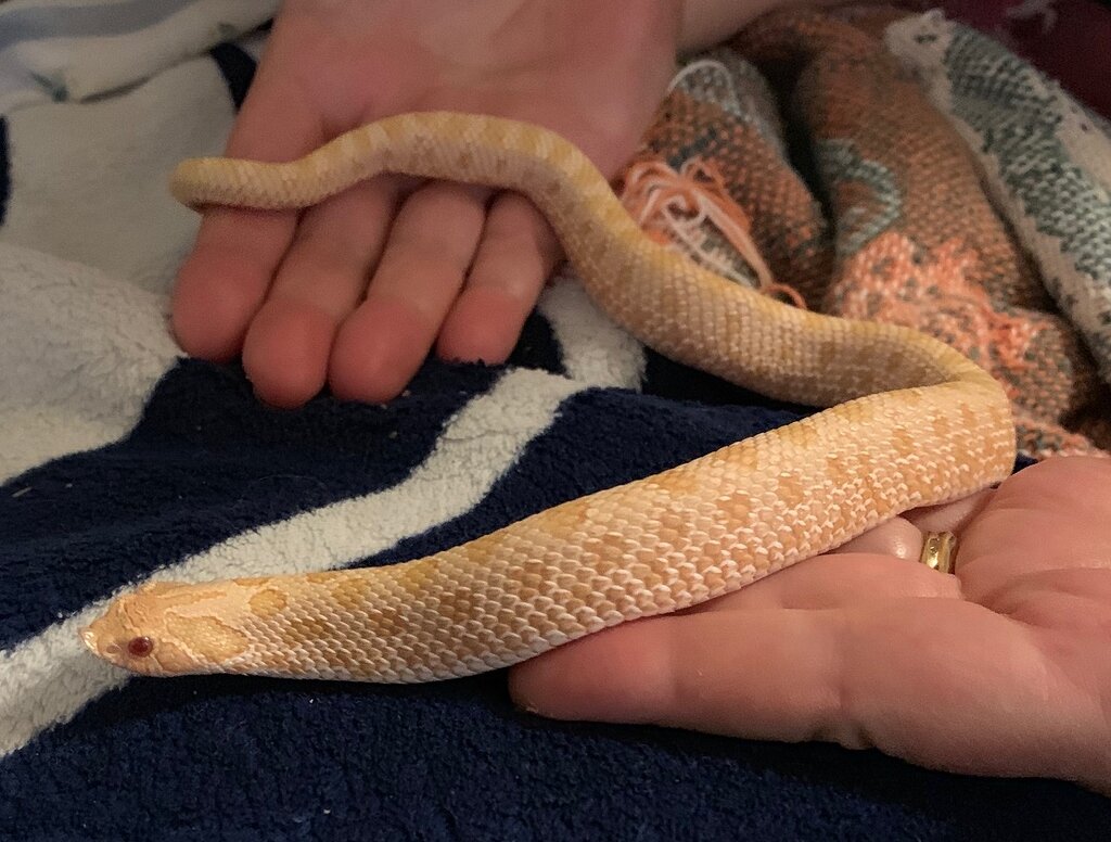 Feeding Schedule for Hognose Colubrids MorphMarket Reptile Community