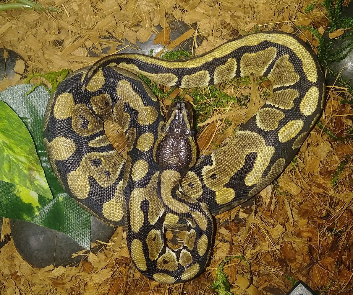 Morph Market Community appreciation - All Reptiles - MorphMarket