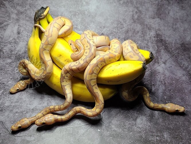 BananaClown