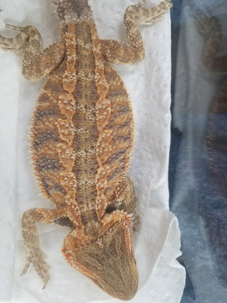 Bearded dragon morphs Bearded Dragons MorphMarket Reptile Community