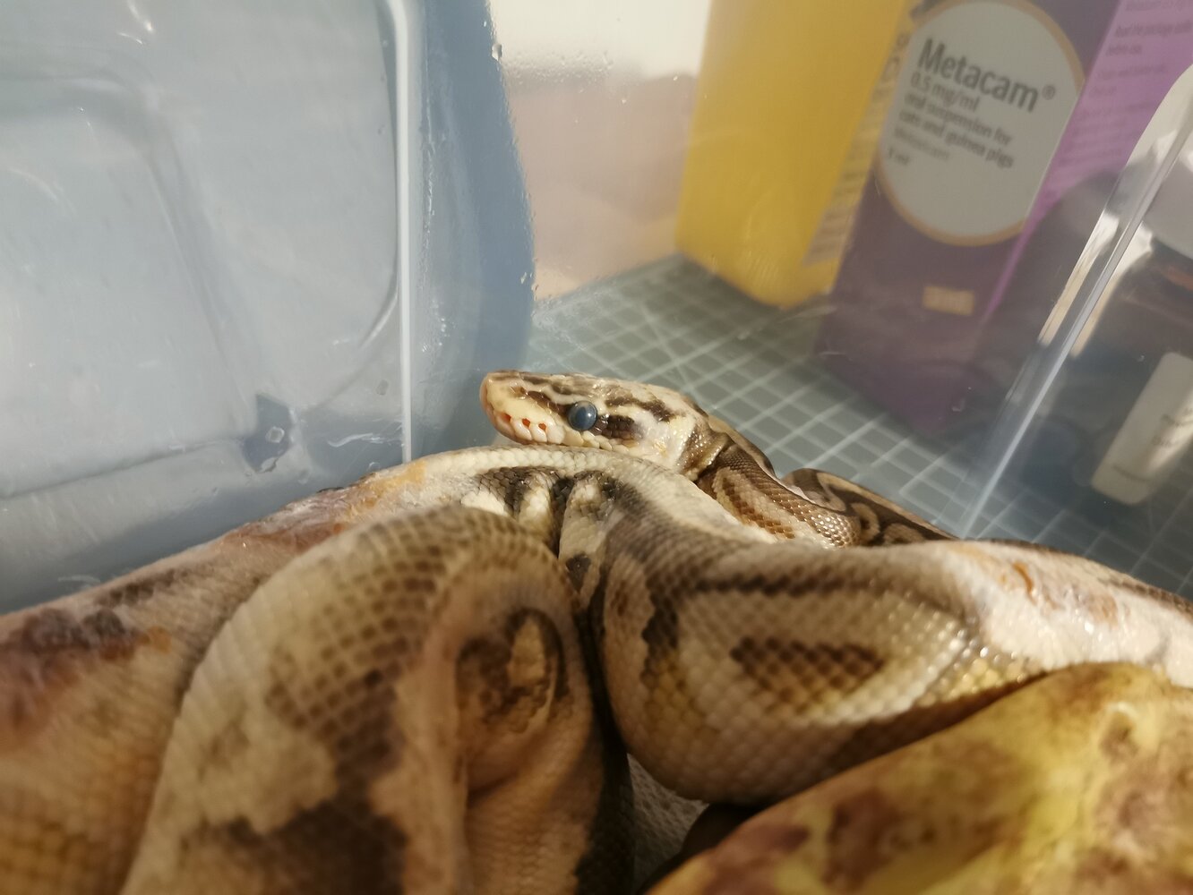Burn Injury Progress! Ball Pythons MorphMarket Reptile Community