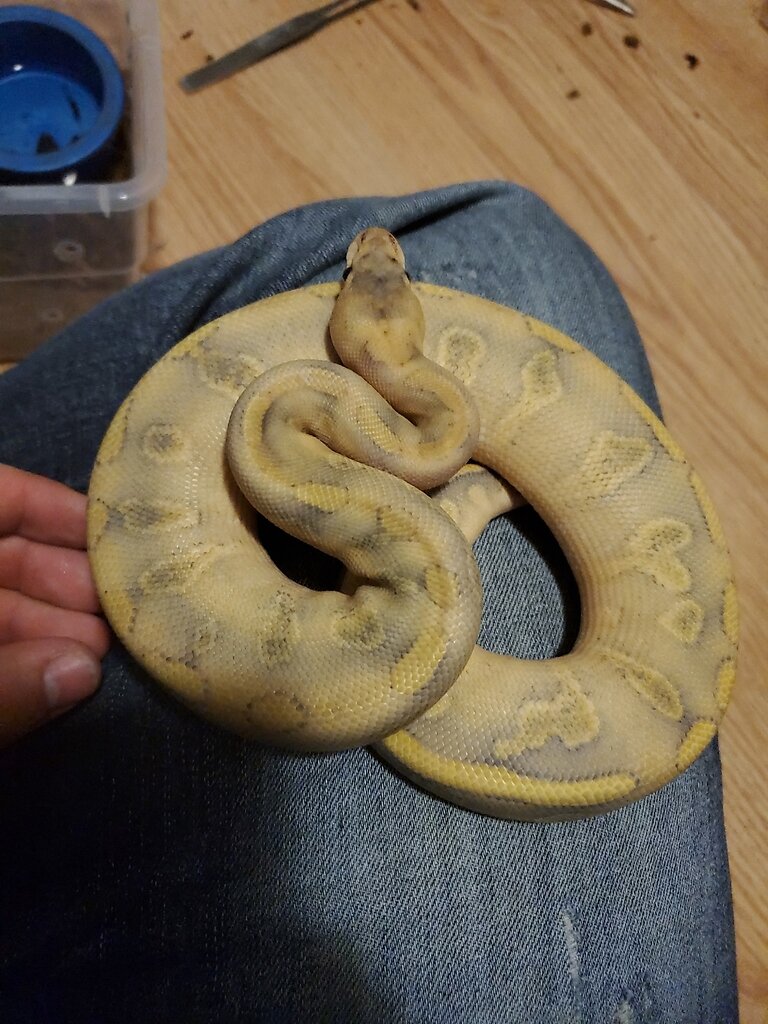 Is she mimosa? Ball Pythons MorphMarket Reptile Community