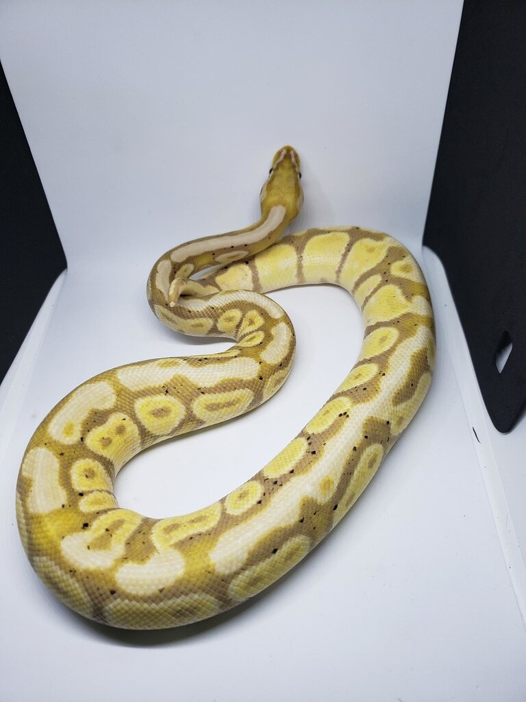 Identifying morph - Ball Pythons - MorphMarket Reptile Community