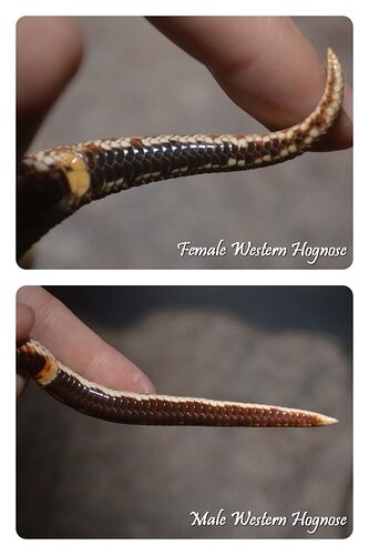 Sexing Western Hognose