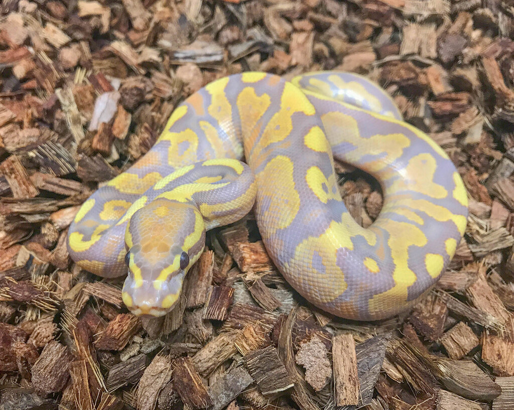 A little Ultramel eye candy - Ball Pythons - MorphMarket Reptile Community